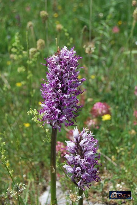 orchis simia.JPG